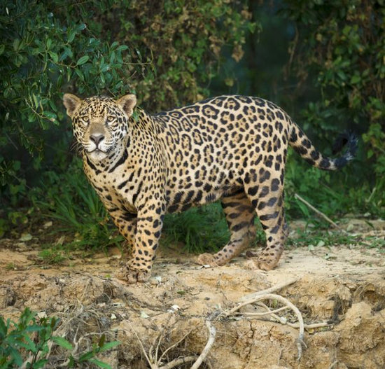 PHOTOWALL / Wild Male Jaguar (e314497)