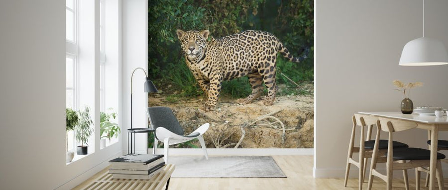 PHOTOWALL / Wild Male Jaguar (e314497)