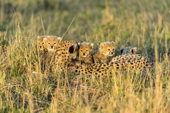 PHOTOWALL / Female Cheetah and Cubs (e314504)