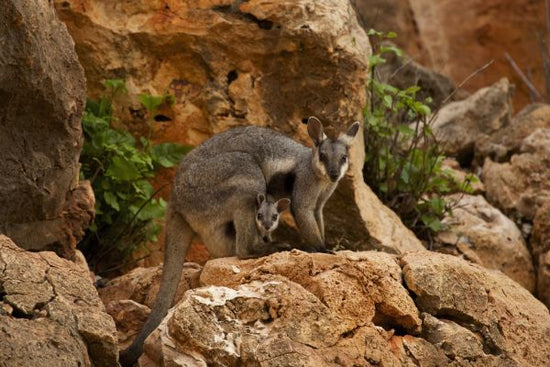 PHOTOWALL / Black Footed Rock Wallaby (e314506)