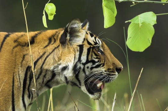 PHOTOWALL / Male Bengal Tiger (e314423)