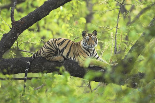 PHOTOWALL / Tiger Resting in Tree (e314426) | 輸入壁紙専門店 WALPA