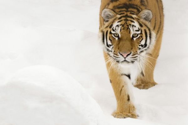 PHOTOWALL / Siberian Tiger (e314435) | 輸入壁紙専門店 WALPA