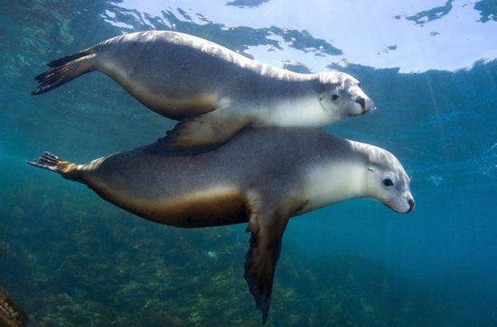 PHOTOWALL / Pair of Sea Lions (e314444)