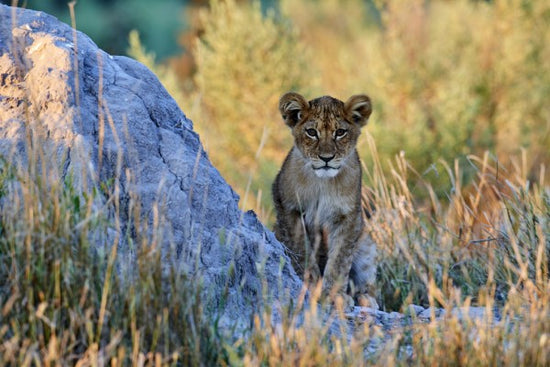 PHOTOWALL / African Lion Cub (e314529)