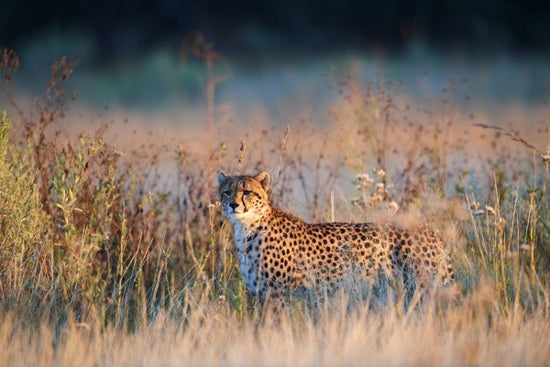 PHOTOWALL / Cheetah in Morning Light (e314530)