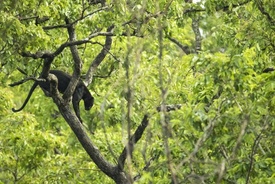 PHOTOWALL / Black Panther in Tree (e314536)