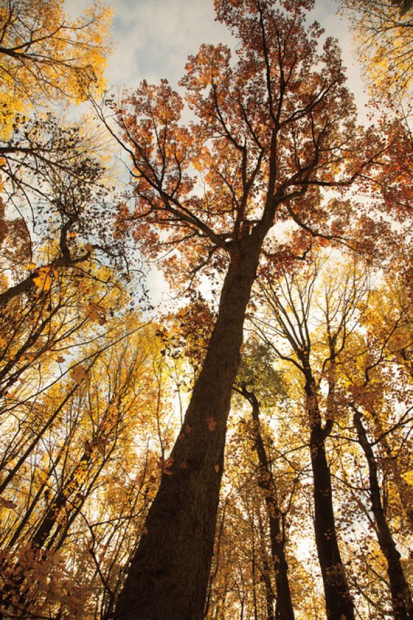 PHOTOWALL / Towering Trees I (e315278) | 輸入壁紙専門店 WALPA