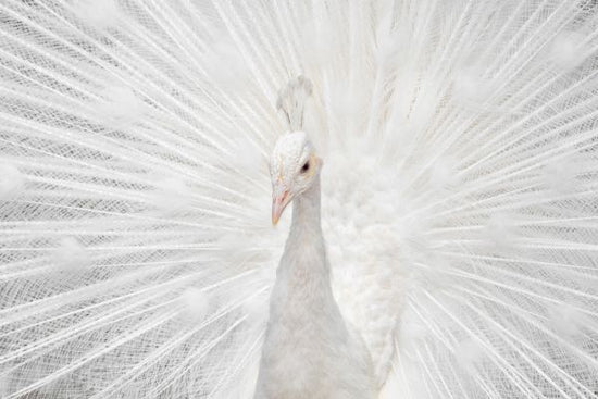 PHOTOWALL / Peafowl (e315321)
