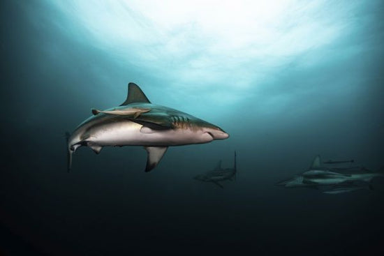 PHOTOWALL / Great White Shark (e315323)