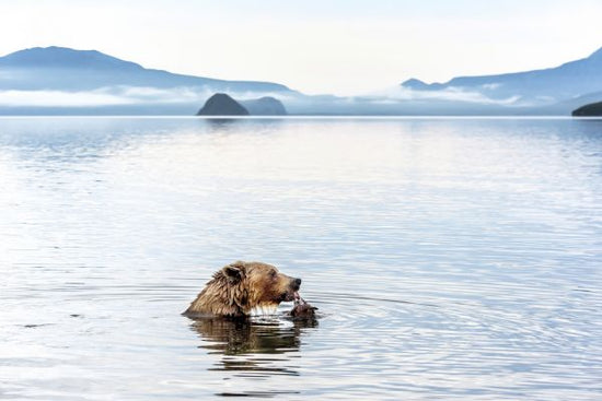 PHOTOWALL / Bear Eating in the River (e315332)