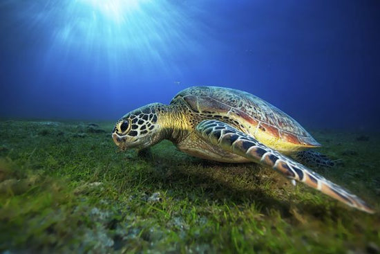 PHOTOWALL / Green Turtle (e315344)