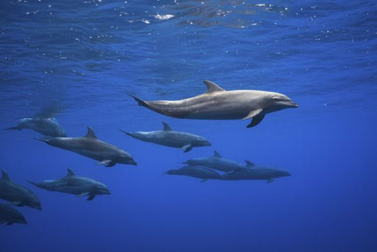 PHOTOWALL / Dolphins (e315345)