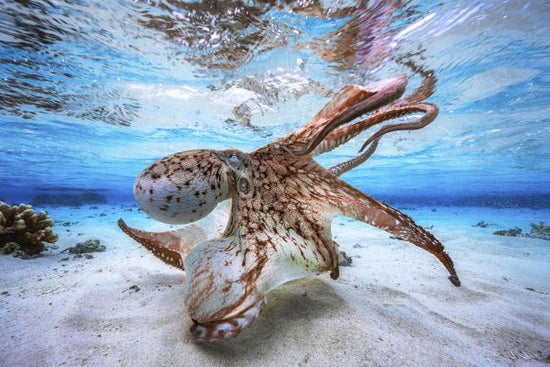 PHOTOWALL / Dancing Octopus (e315350)