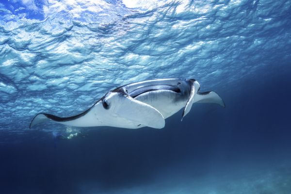 PHOTOWALL / Manta Ray (e315388) | 輸入壁紙専門店 WALPA – WALPA.jp