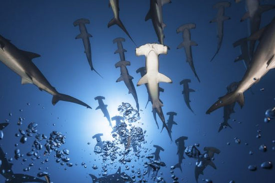 PHOTOWALL / Hammerhead Shark (e315416)