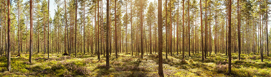 PHOTOWALL / Welcome to the Forest (e315818)