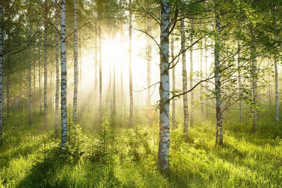 PHOTOWALL / Birch Trees Forest (e315825)
