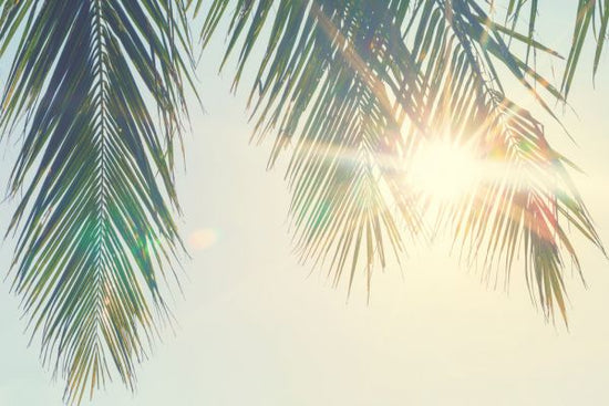 PHOTOWALL / Palm Leaves Sunset (e315854)
