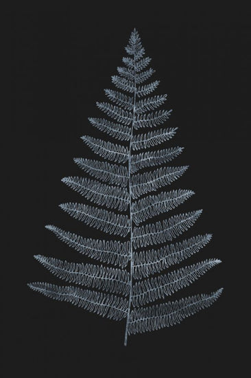 PHOTOWALL / Botanica Minimalistica (e315936)