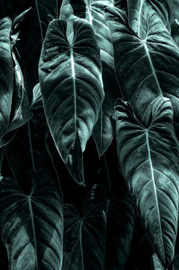 PHOTOWALL / Jungle (e315968)