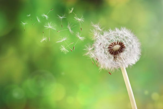 PHOTOWALL / Dandelion (e315908)