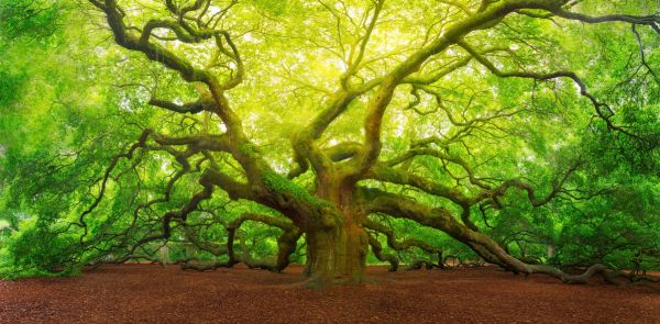 PHOTOWALL / Angel Oak (e316043) | 輸入壁紙専門店 WALPA