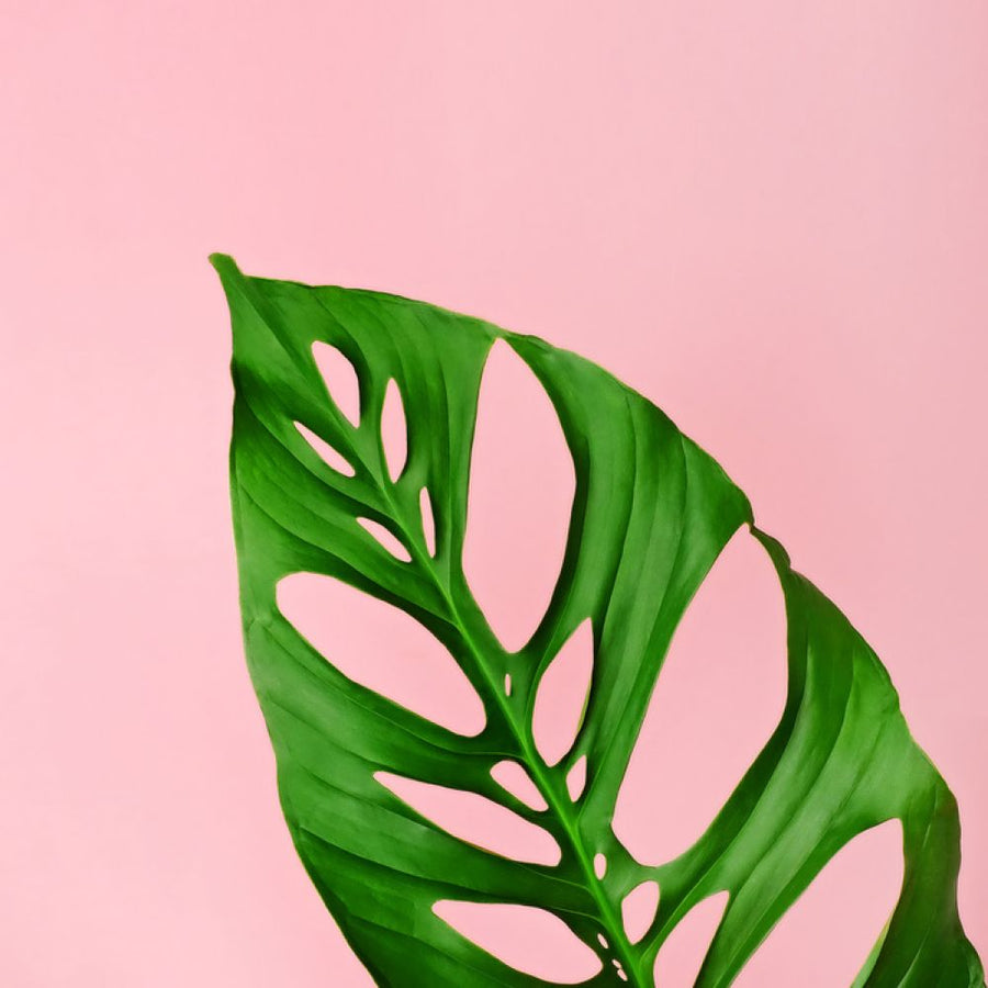 PHOTOWALL / Philodendron Leaf (e316045)