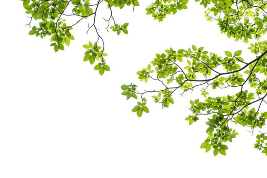 PHOTOWALL / Tree Branch (e316047)