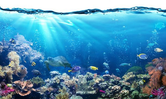 PHOTOWALL / Underwater Scene (e316055)