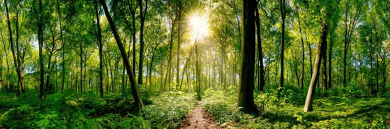 PHOTOWALL / Forest (e316064)