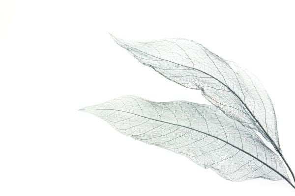 PHOTOWALL / Skeleton Leaf (e316114)