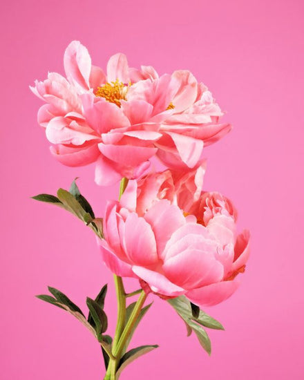 PHOTOWALL / Pink Peonies (e316127)