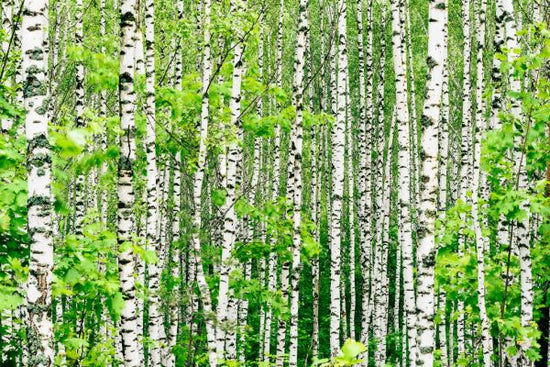 PHOTOWALL / Birch Trees (e316135)