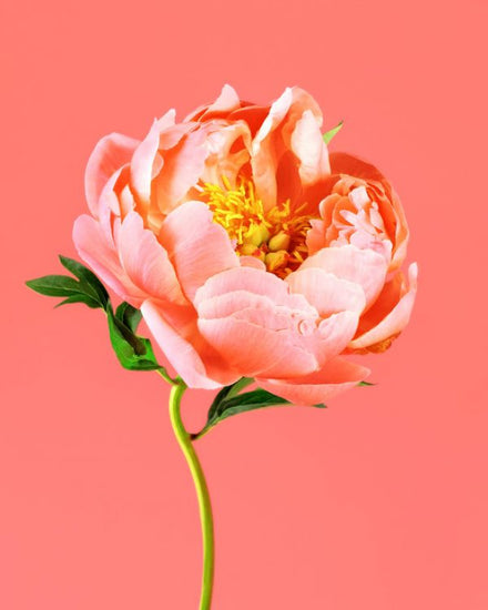 PHOTOWALL / Peony on Coral (e316149)