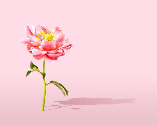 PHOTOWALL / Pink Peony (e316152)