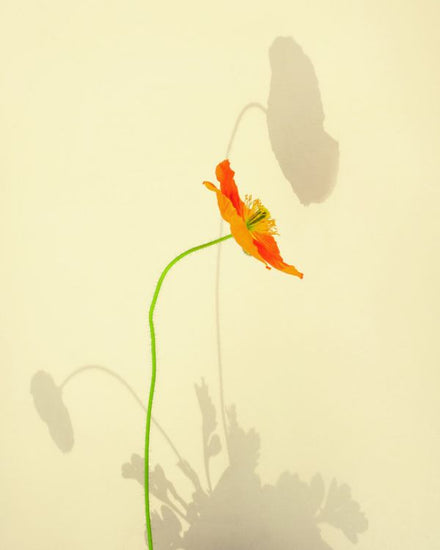 PHOTOWALL / Orange Poppy (e316159)