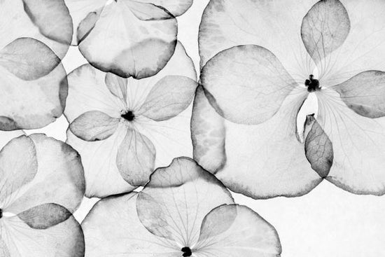 PHOTOWALL / Forget Me Not (e316353)
