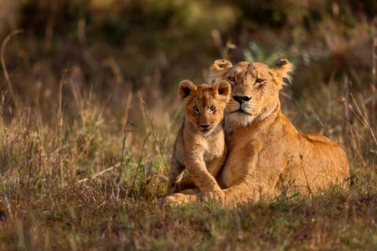 PHOTOWALL / Lion Mother with Cub (e316485)
