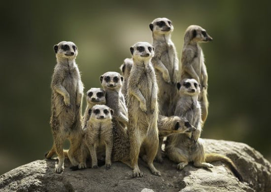 PHOTOWALL / Meerkat Family (e316486)