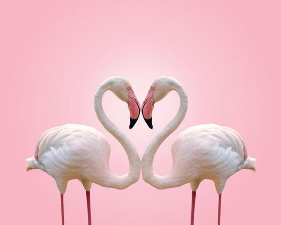 PHOTOWALL / Couple Flamingo (e316492)