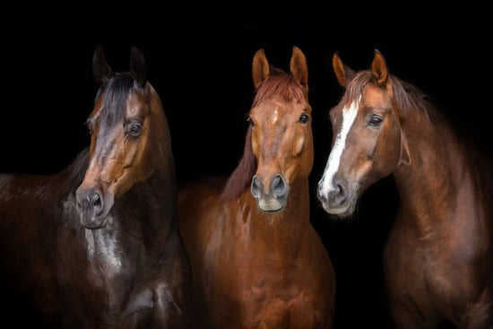 PHOTOWALL / Horses on Black (e316502)