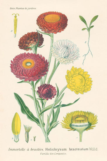 PHOTOWALL / Antique Botanical (e316429)