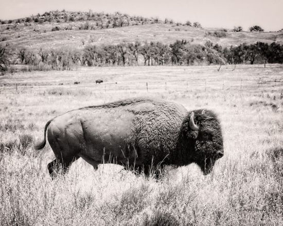 PHOTOWALL / Buffalo (e316432)