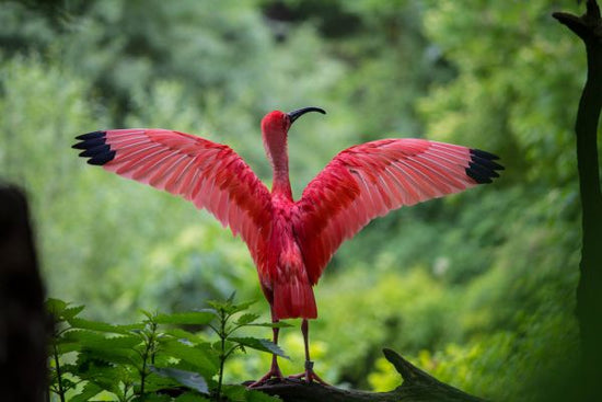 PHOTOWALL / Beautiful Bird (e316208)