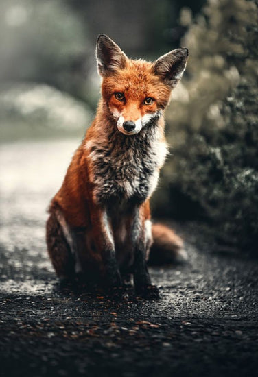 PHOTOWALL / Fox Study (e316225)
