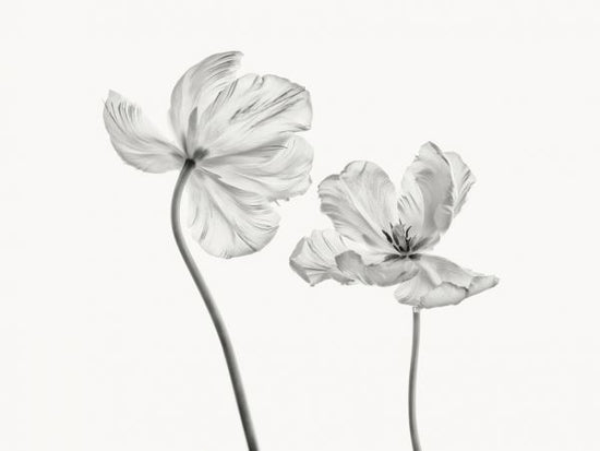 PHOTOWALL / Same Tulip (e316878)