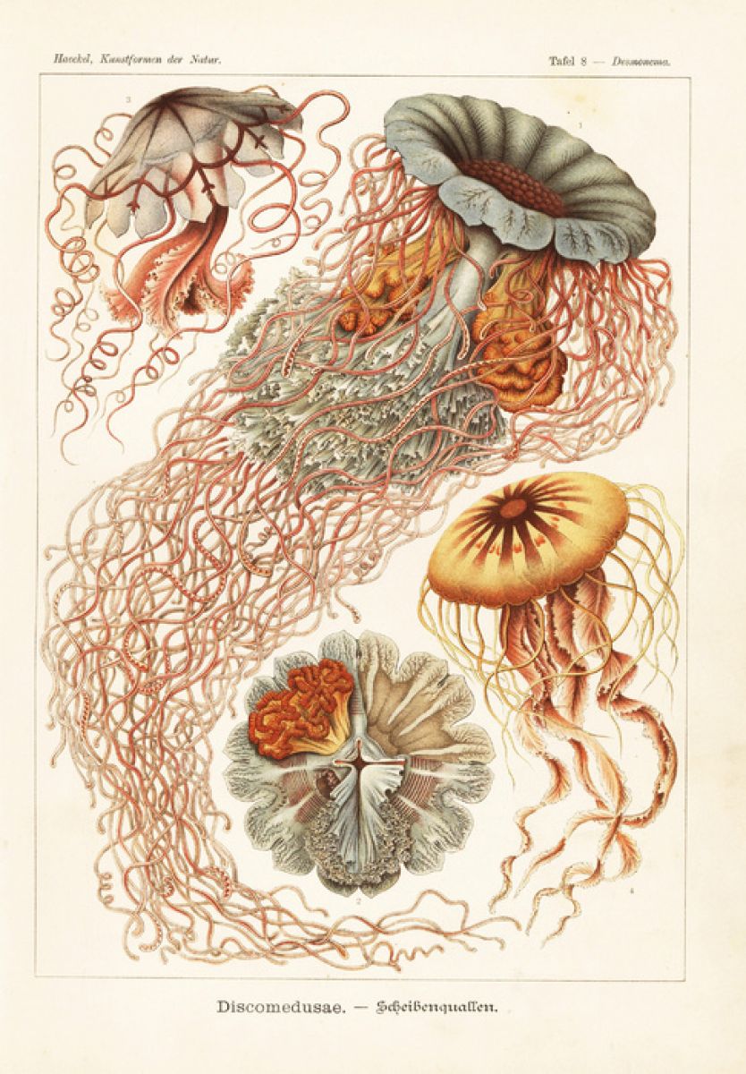 PHOTOWALL / Jellyfish Art Print - Ernst Haeckel (e316974)