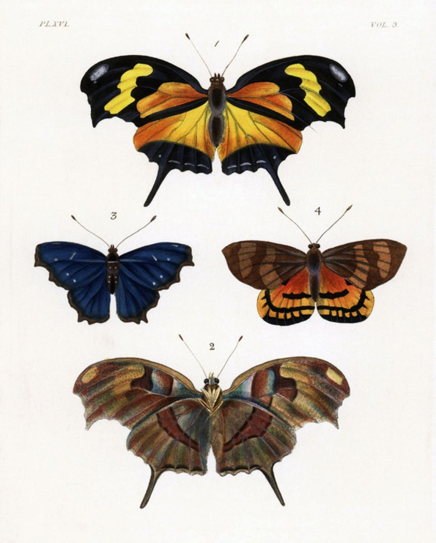 PHOTOWALL / Butterfly Illustration (e317115)