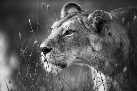 PHOTOWALL / Lioness (e317799)